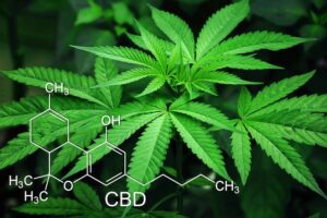 CBD como mejor cannabinoide