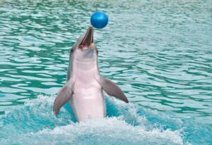 terapia con delfines 